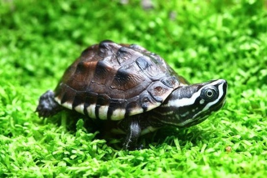 малайська черепаха9