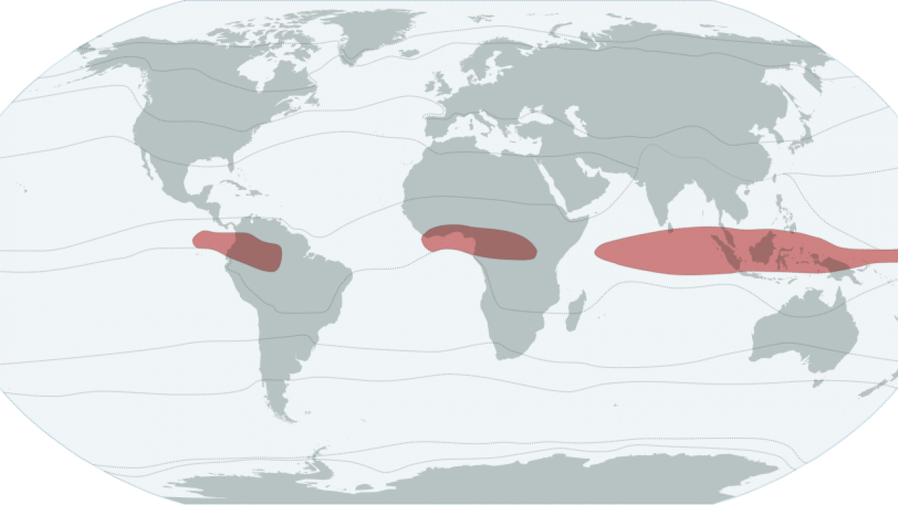 Екваторіальний кліматичний пояс - опис і характеристики • NRV UA