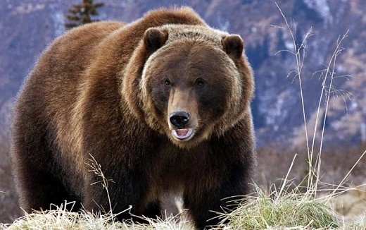 Ведмідь грізлі