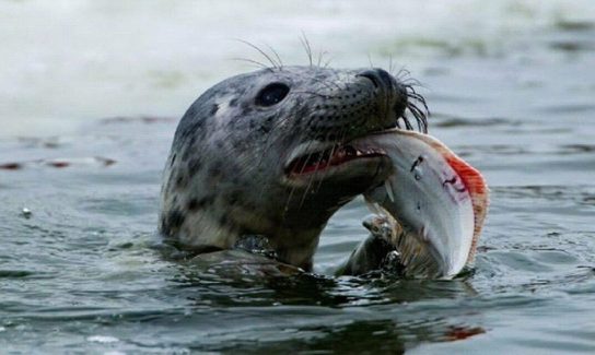 Чим харчуються тюлені