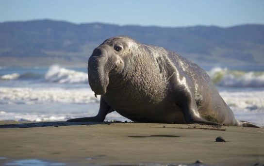 Тюлень - фото і види сімейства, відео і картинки тварини, як виглядає і де обітает2