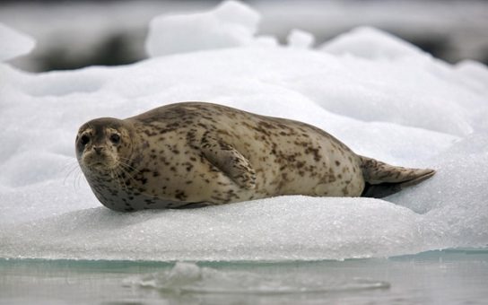 Тварини Північного Льодовитого океану - риби, птахи, ссавці |  Фото з названіямі7