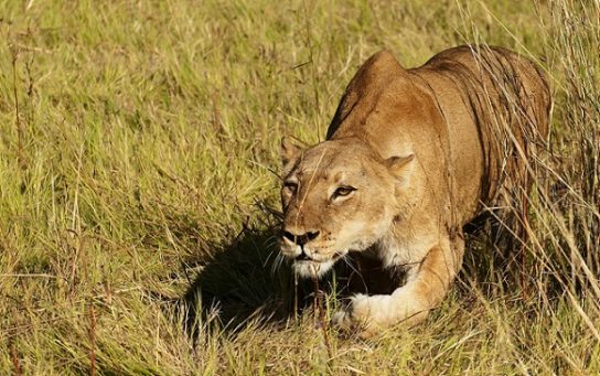 Самка африканського лева на полюванні