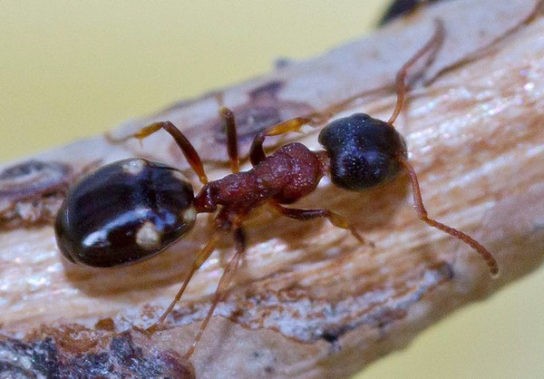 фото мурашки