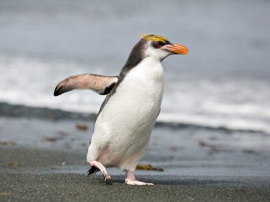 Пінгвіни - види з фото і назвами, опис, зовнішній вигляд, породи |  різновиди пінгвінов4