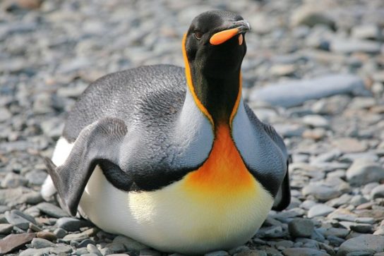 Королівський пінгвін