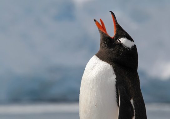 субантарктичний пінгвін