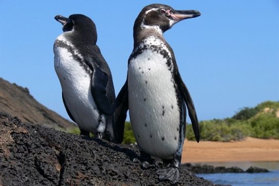 Галапагоський пінгвін