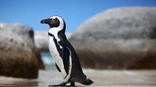 очковий пінгвін