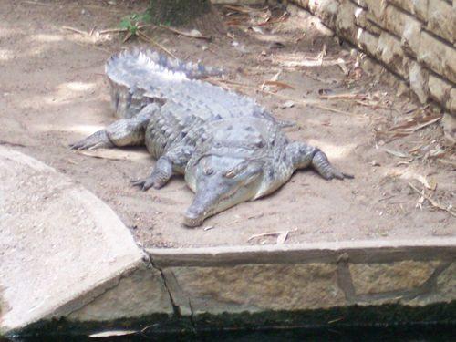 orinokskij-krokodil