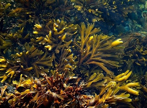 Рослини індійського океану