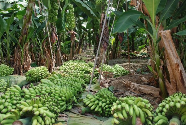 Банани не ростуть на пальмах