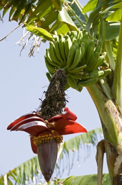 Банани не ростуть на пальмах