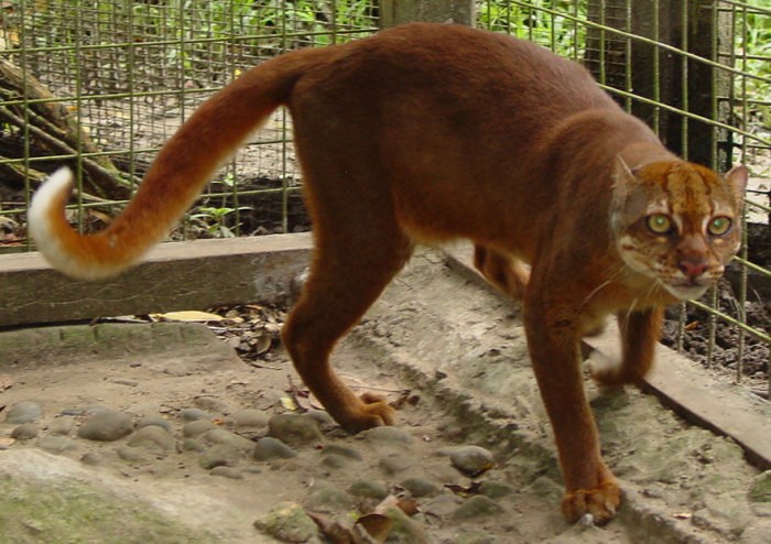 Рідкісна, маловивчена тварина мешкає на маленькому острові Борнео, що відноситься до Індонезії.
