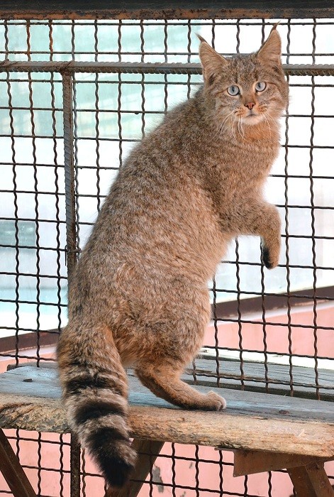 Вид сімейства котячих, що мешкає головним чином у Китаї.
