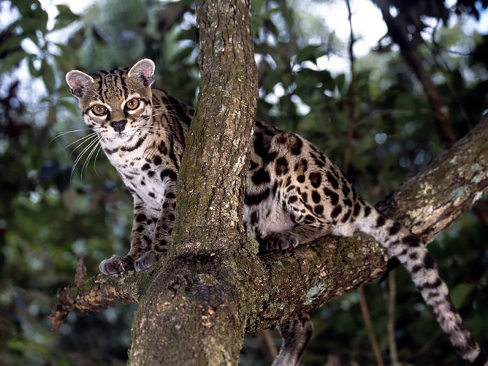 Вид із сімейства котячих, що мешкає у вологих густих вічнозелених лісах Південної та Центральної Америки аж до Мексики.