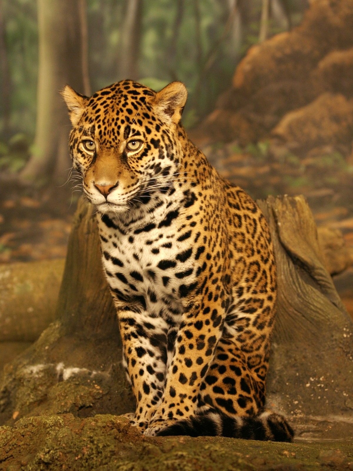 ягуар у бразилії