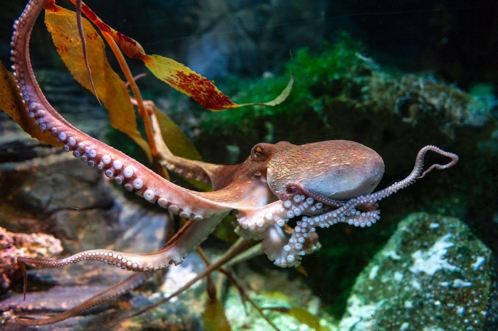 Octopus (Octopus vulgaris), soft-bodied, eight-armed mollusc g