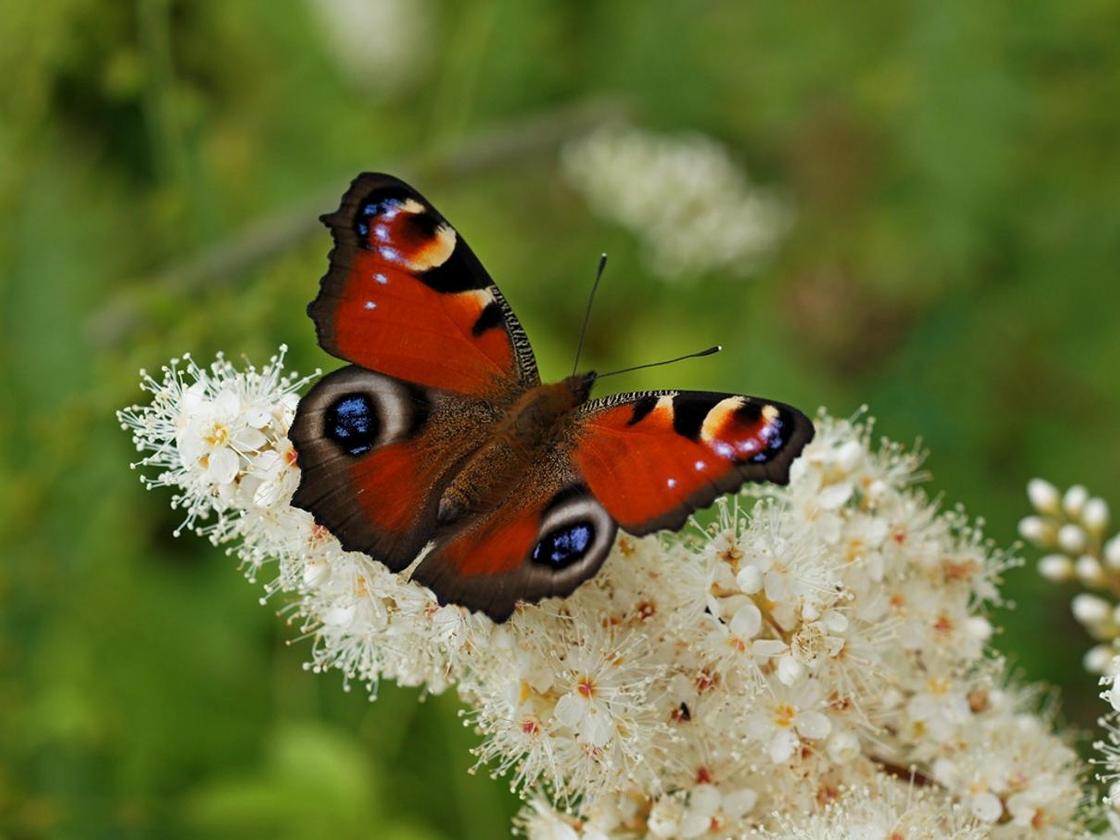 Метелики: опис та види найкрасивіших