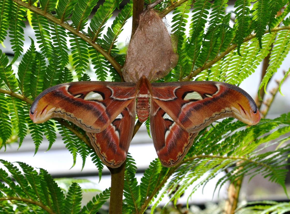 Метелики: опис та види найкрасивіших