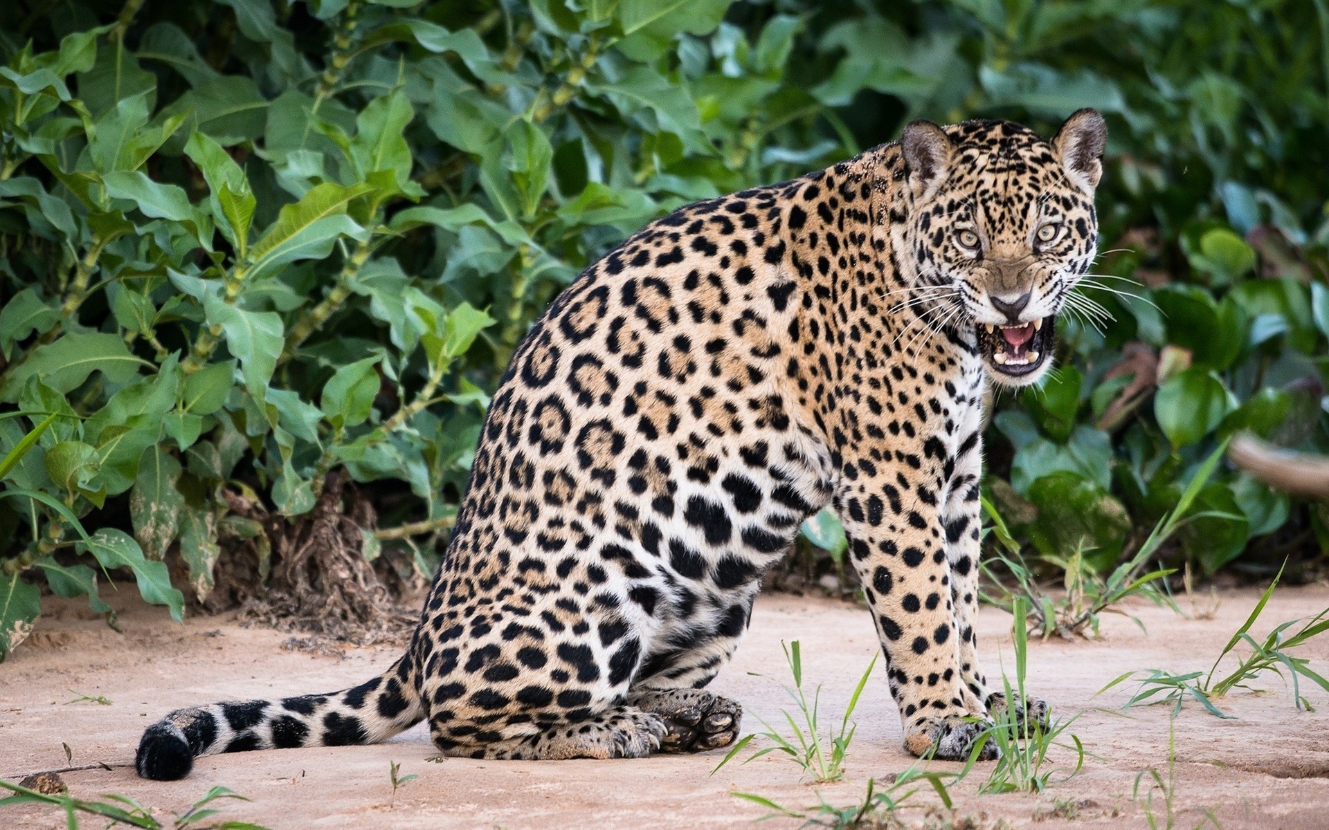 ягуар у дикій природі