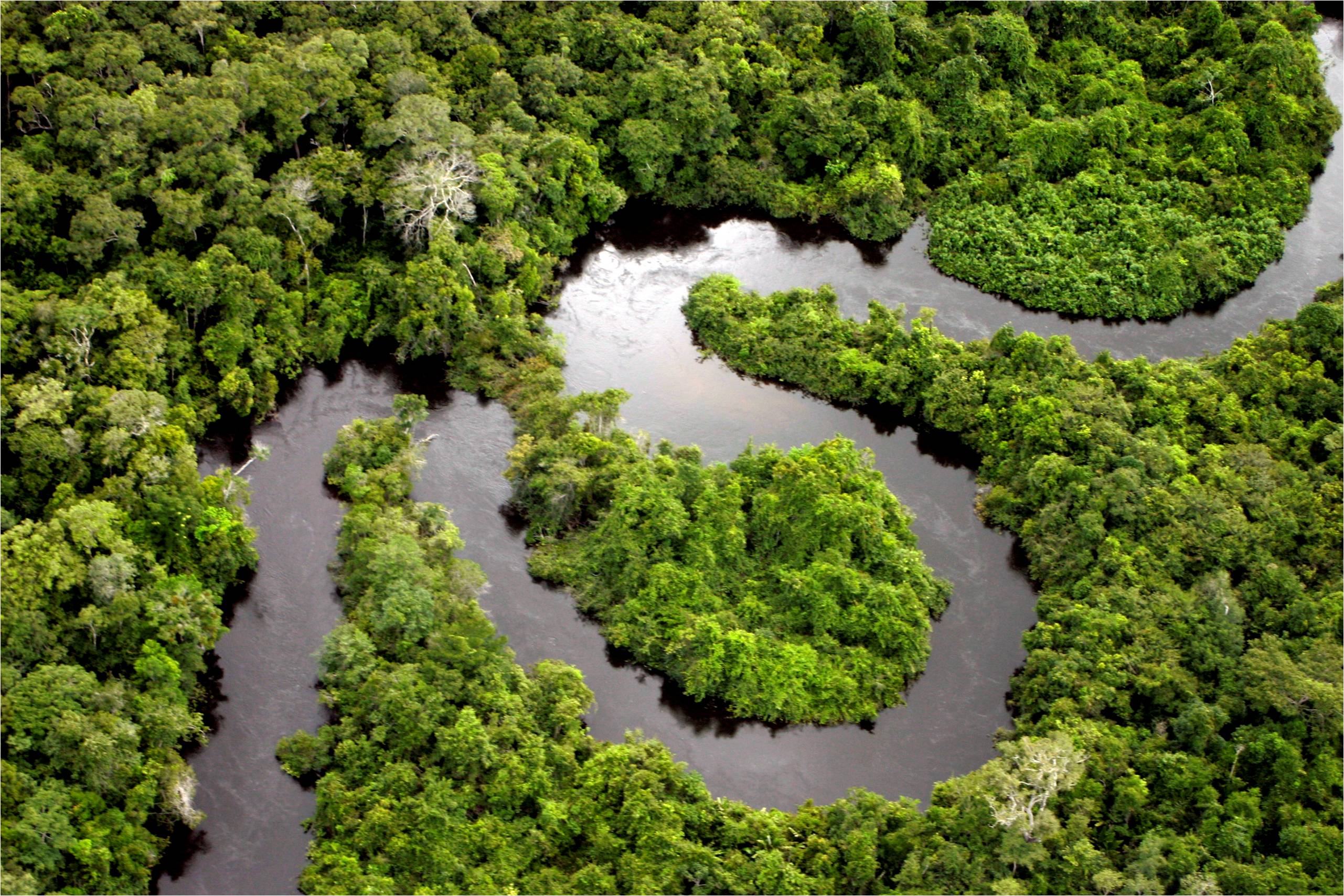 Ученые: древняя Амазония была населена миллионами человек — Naked Science