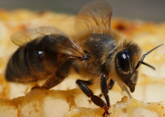 Башкирська бджола - фотографія