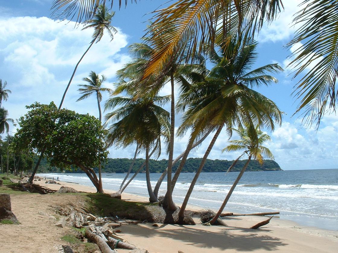 пальми на березі