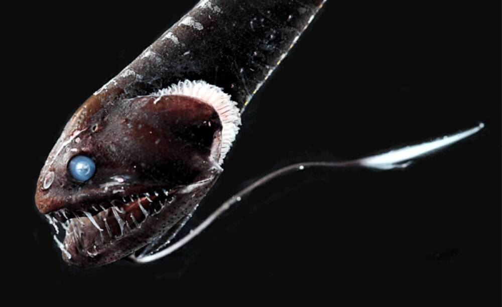 На большой глубине обнаружены рыбы с черной светопоглощающей кожей — Naked  Science