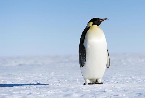 імператорський-пінгвін
