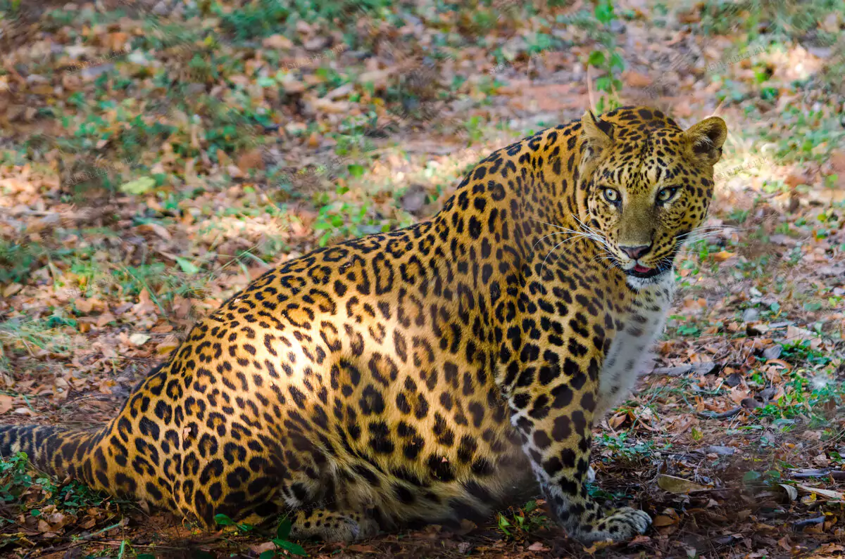 тварини південної Америки ягуар