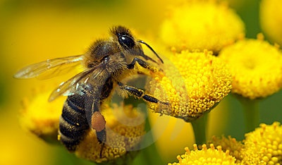 Донська бджола