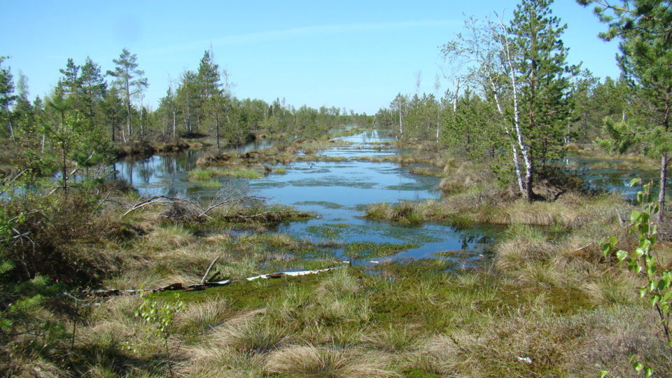 Восстановление торфяных болот в России в целях предотвращения пожаров и  смягчения изменений климата - Wetlands International Russia