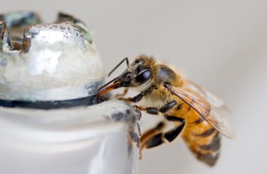Гімалайська бджола