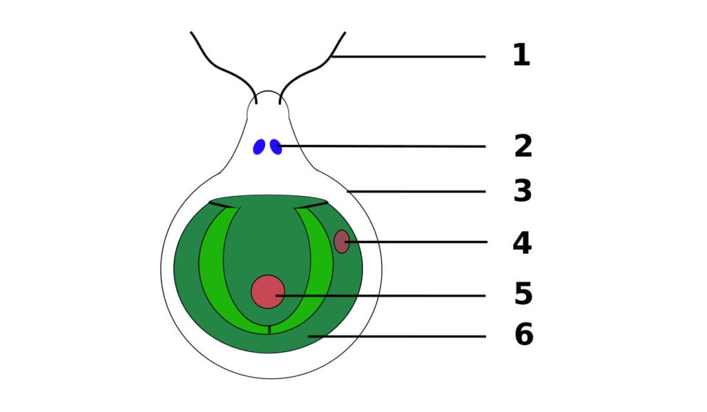 Будова хламідомонади: 1. Джгутики 2. Вакуолі 3. Клітинна стінка 4. Світлочутливе вічко 5. Ядро 6. Хроматофор