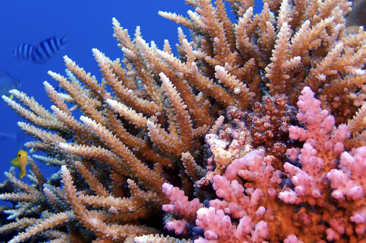 Кораллы - драгоценные камни моря | GEM STONES | Яндекс Дзен