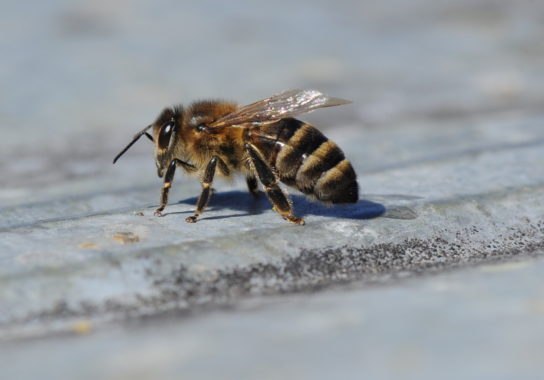Кавказька бджола