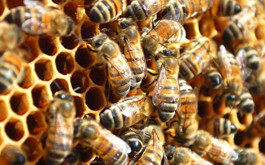 Спосіб життя бджоли
