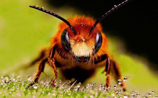 короткий опис бджоли