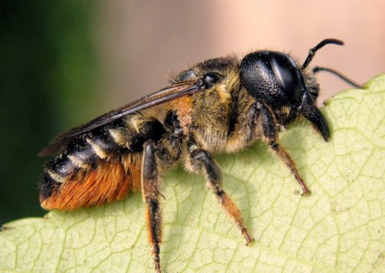 Бджола-лісторіз - фотографія