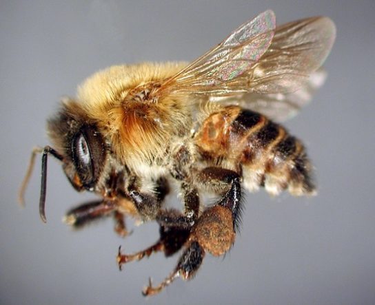 Бджоли меліпони