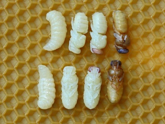 Розвиток матки бджоли