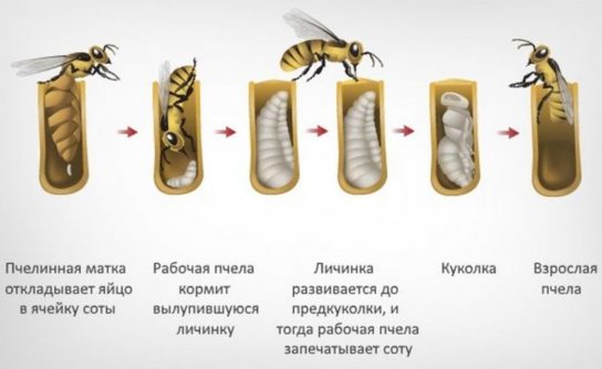 Схема розмноження матки бджоли
