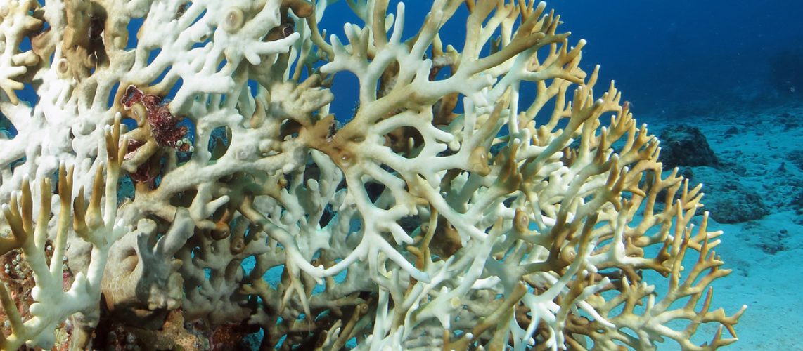 Почему кораллы становятся белыми? - Institut océanographique