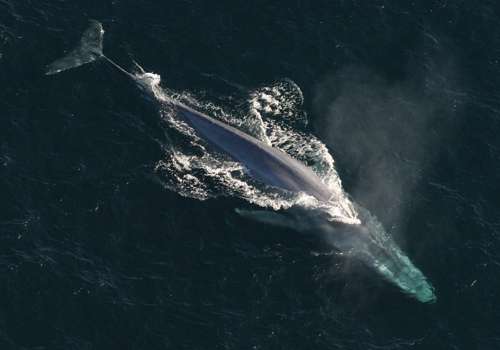 Фото: Синій кит