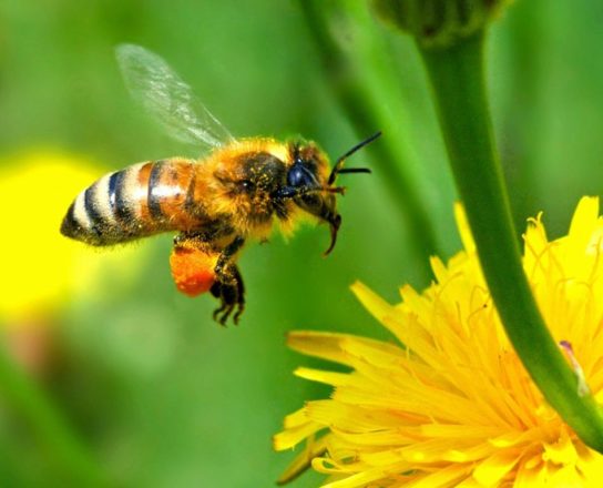 Тривалість життя бджіл