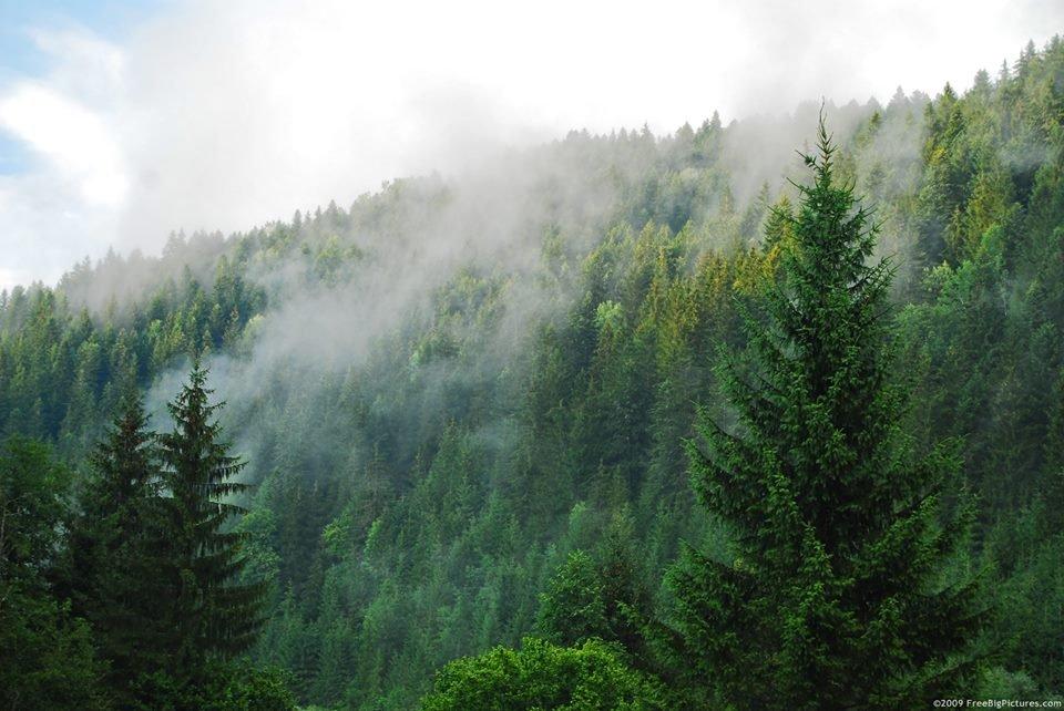 Ліси України поглинають лише 7% парникових газів — АГРОПОЛІТ