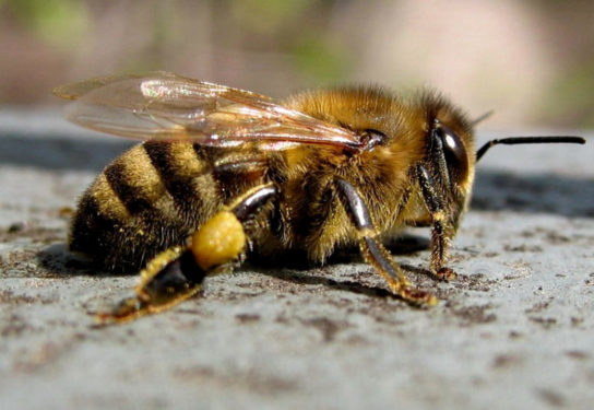 Жовта кавказька бджола