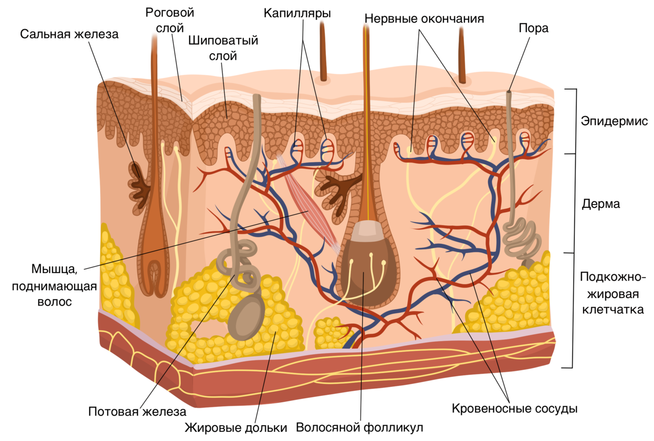 Шкіра складається з епідермісу, дерми та підшкірно-жирової клітковини ( гіподерми )