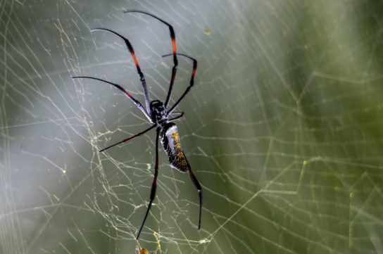 Гігантський деревний павук